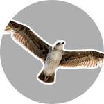 Steenbergen Mediation Support Bird